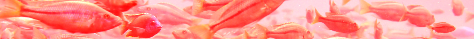 banner_acuicola
