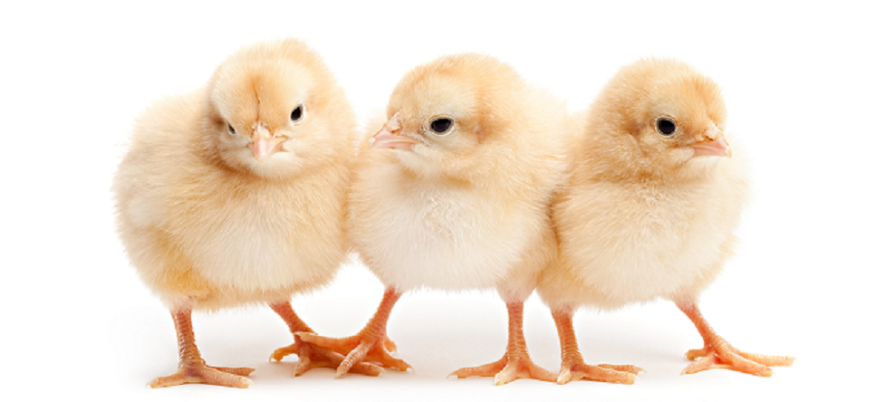 Beneficios del alimento balanceado para la industria avícola
